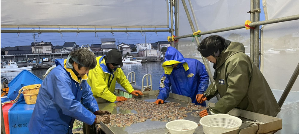 富山湾の「神秘」ホタルイカの特殊な世界！ ホタルイカ漁師と楽しむ特別な朝食体験