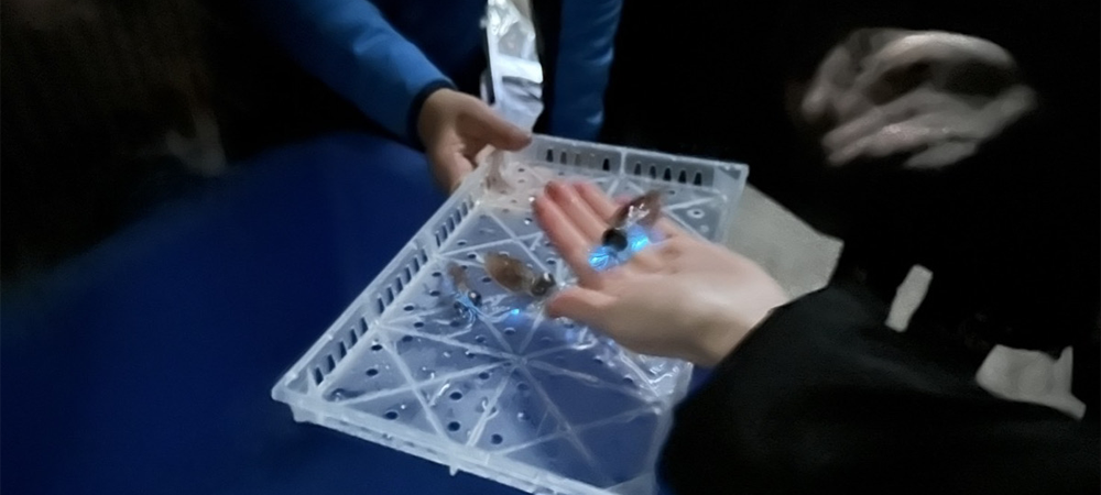 富山湾の「神秘」ホタルイカの特殊な世界！ ホタルイカ漁師と楽しむ特別な朝食体験