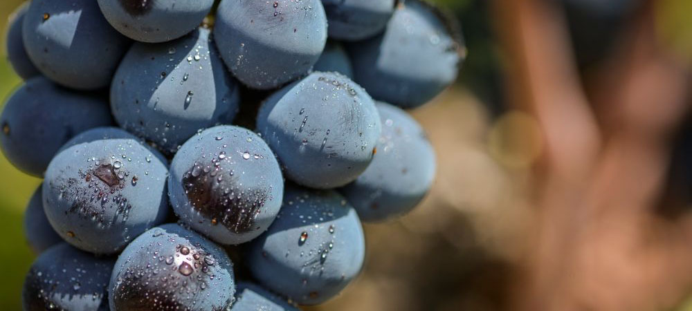 One Night Wine & Dine Event with TORRESスペインの名門トーレスを味わう、一夜限りのワインディナー